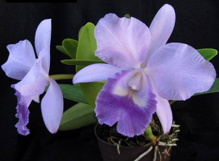 Rhyncattleanthe Lois McNeil 'Ace' (Rtt. Victoria × Ctt. Portiata)