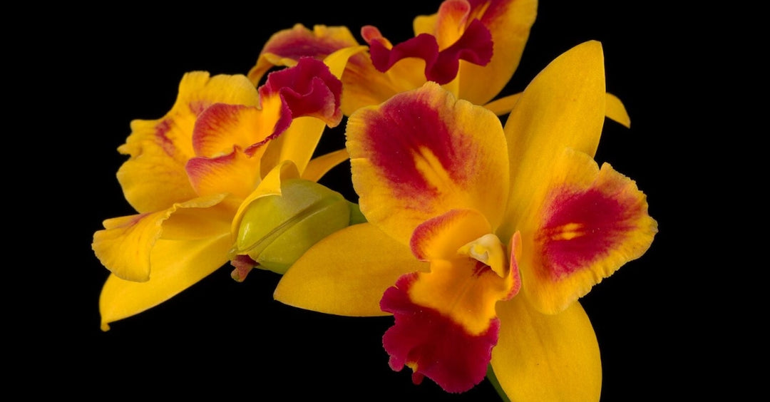 Rhyncattleanthe Roy's Magic