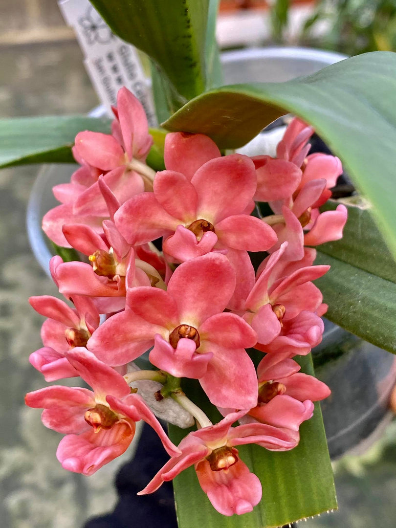 Rhynchostylis gigantea orange