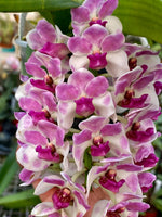 Carica l&#39;immagine nel visualizzatore Galleria, Rhynchostylis gigantea Pink Spot
