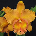 Carica l&#39;immagine nel visualizzatore Galleria, RLC Spanish Eyes &#39;Sui&#39; (Rlc. Apricot Flare x Rlc. Memoria Wang Tzu-Chang)
