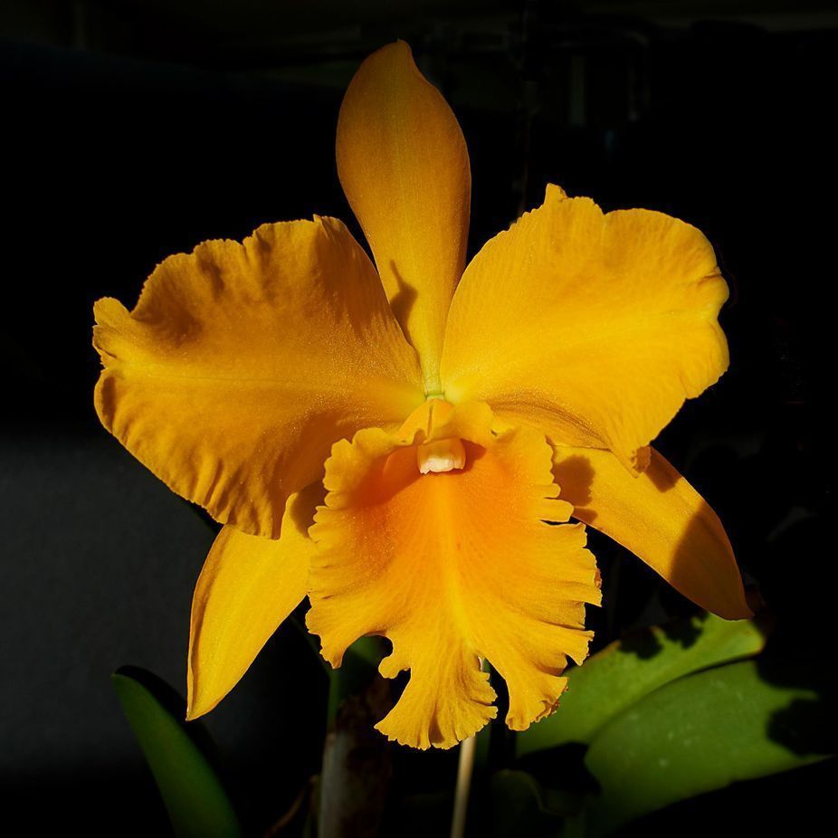 RLC Haw Yuan Gold 'Yung Kang #2'