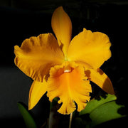 RLC Haw Yuan Gold 'Yung Kang #2'