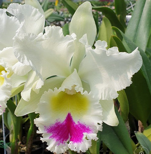 Rhyncholaeliocattleya Liou Hope 'Nan Chyu'