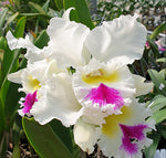 Carica l&#39;immagine nel visualizzatore Galleria, Rhyncholaeliocattleya Liou Hope &#39;Nan Chyu&#39;
