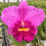 Carica l&#39;immagine nel visualizzatore Galleria, Rhyncholaeliocattleya Shinfong Pink &#39;Pink Lady&#39; SM/TOGA
