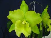RLC Sung Ya Green (Rlc. Ports of Paradise x Rlc. Meadow Mor