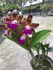 Rhyncholaeliocattleya Yuan Dung Python '金牌'