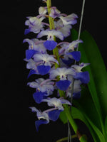 Carica l&#39;immagine nel visualizzatore Galleria, Rhynchostylis coelestis blue
