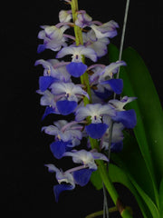 Rhynchostylis coelestis blue