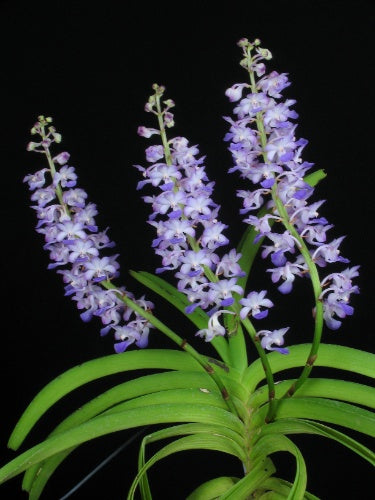 Rhynchostylis coelestis blue