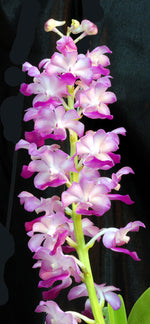 Carica l&#39;immagine nel visualizzatore Galleria, Rhynchostylis coelestis pink
