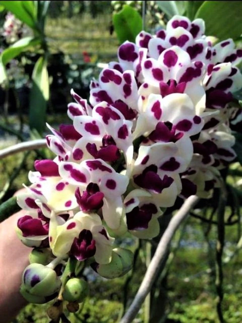 Rhynchostylis gigantea Mix - XXL