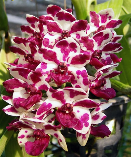 Rhynchostylis gigantea Mix