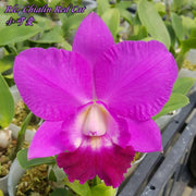 Rhyncholaeliocattleya Chialin 'Red Cat'