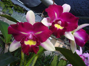 Rhyncholaeliocattleya Chyong Guu Linnet 'Smile'
