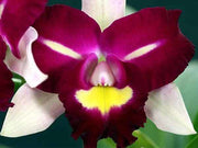 Rhyncholaeliocattleya Chyong Guu Linnet 'Smile'