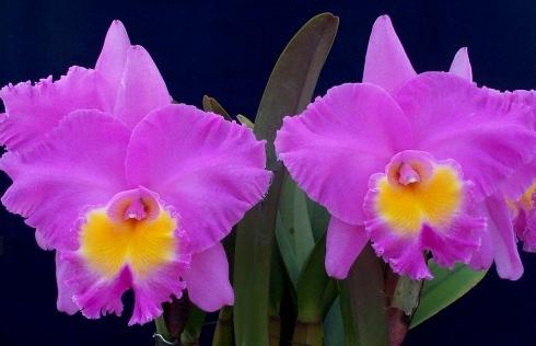 Rhyncholaeliocattleya Triumphal Coronation 'Seto' (C. Drumbeat x Rlc. Pamela Hetherington)