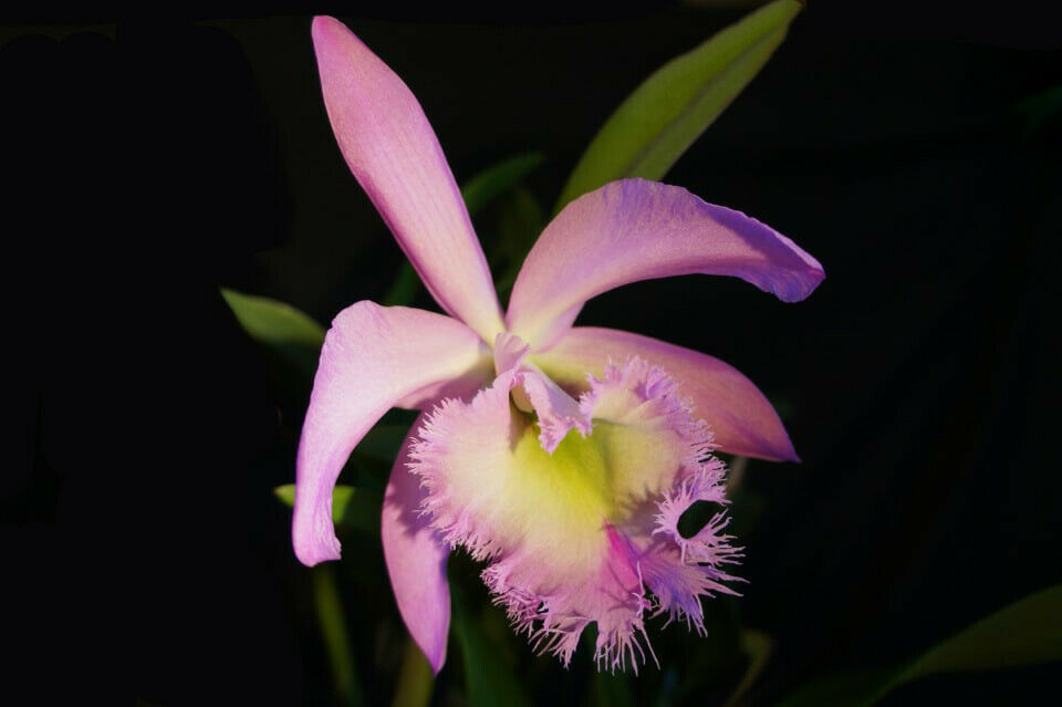 Rhyncholaeliocattleya Duh's White 'Peppa Pig' (Rl. digbyana × Rlc. Mount Hood)