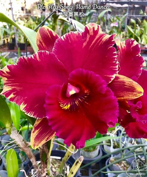 Rhyncholaeliocattleya Hey Song 'Flame Dance'