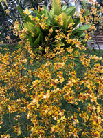 Carica l&#39;immagine nel visualizzatore Galleria, Oncidium divaricatum syn. robustissimum
