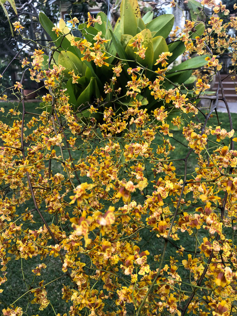 Oncidium divaricatum syn. robustissimum