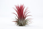 Carica l&#39;immagine nel visualizzatore Galleria, Tillandsia Ionantha red

