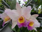 Carica l&#39;immagine nel visualizzatore Galleria, Lc. Roger Sander (Cattleya mossiae x Laeliocattleya Luminosa)
