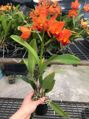 Rhyncattleanthe Miki Fire Ball 'Orange'