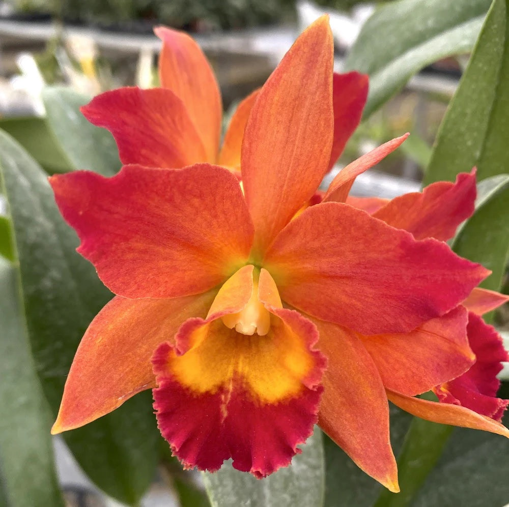 Rhyncattleanthe Miki Fire Ball 'Orange'