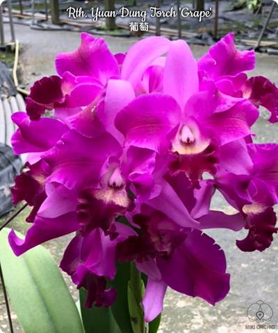 Rhyncattleanthe Yuan Dung Torch 'Grape'