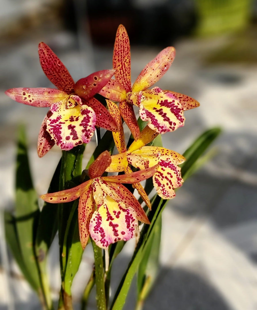 Brassocattleya Rustic Spots "H&amp;R"