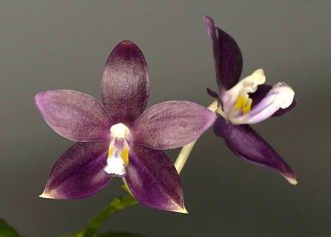 Phalaenopsis tetraspis f. livida 'Faerie's Little Sister'