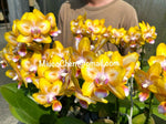 Carica l&#39;immagine nel visualizzatore Galleria, Phalaenopsis Mainshow Star (Clone) Mainshow
