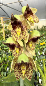 Load image into Gallery viewer, Catasetum sanguineum