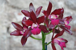 Load image into Gallery viewer, Cattlianthe Sagarik Wax &#39;African Beauty&#39; (C. Summerland Girl x Ctt. Chocolate Drop)
