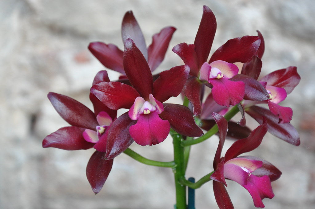Cattlianthe Sagarik Wax 'African Beauty' (C. Summerland Girl x Ctt. Chocolate Drop)