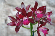 Cattlianthe Sagarik Wax 'African Beauty' (C. Summerland Girl x Ctt. Chocolate Drop)