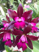 Load image into Gallery viewer, Cattlianthe Sagarik Wax &#39;African Beauty&#39; (C. Summerland Girl x Ctt. Chocolate Drop)
