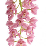 Load image into Gallery viewer, Cymbidium Cascade &#39;Sakura&#39;
