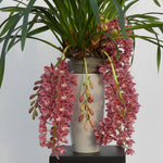 Load image into Gallery viewer, Cymbidium Cascade &#39;Sakura&#39;
