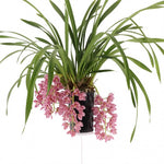 Load image into Gallery viewer, Cymbidium Cascade &#39;Sakura&#39;
