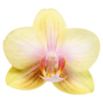 Carica l&#39;immagine nel visualizzatore Galleria, Phalaenopsis San Juan
