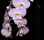 Carica l&#39;immagine nel visualizzatore Galleria, Phalaenopsis sanderiana (silver leaves)
