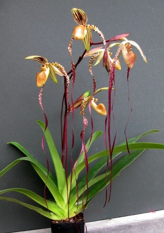 洋蘭原種］超希少種 Paph.sanderianum x sib. 洋蘭原種］超希少種 Paph