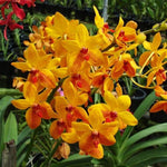 Carica l&#39;immagine nel visualizzatore Galleria, Vanda Kagawara Sandy Gold
