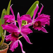 Cattleya (syn. Laelia) purpurata (estriata rubra x sanguinea) - Br Orquidea