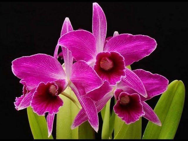 Cattleya (syn. Laelia) purpurata f. sanguinea - Br Orquidea