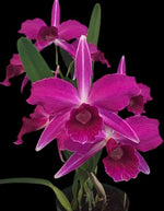 Carica l&#39;immagine nel visualizzatore Galleria, Cattleya (syn. Laelia) purpurata f. sanguinea - Br Orquidea

