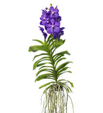 Load image into Gallery viewer, Vanda Sansai blue
